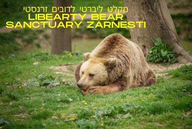 מקלט ליברטי לדובים זרנסטי Libearty Bear Sanctuary Zarnesti