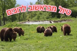 טיול מבראשוב לדובים credit to getyourguide.com